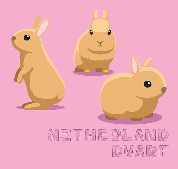 bildbanksillustrationer, clip art samt tecknat material och ikoner med rabbit netherland dwarf cartoon vector illustration - netherland dwarf rabbit