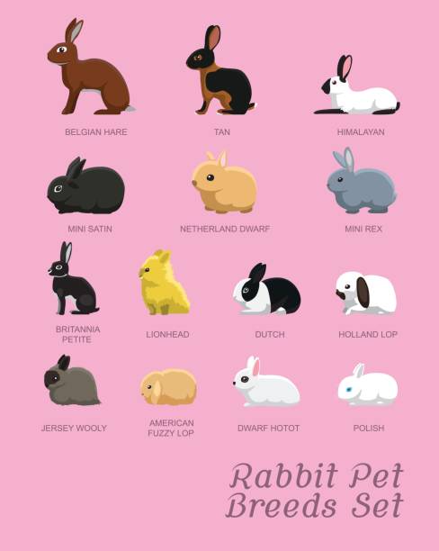 bildbanksillustrationer, clip art samt tecknat material och ikoner med kanin sällskapsdjur raser set tecknade vektorillustration - dwarf rabbit