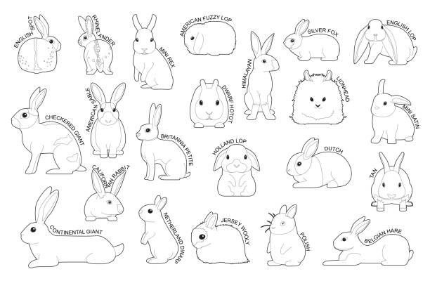 bildbanksillustrationer, clip art samt tecknat material och ikoner med rabbit set various kind identify cartoon vector black and white - dwarf rabbit isolated