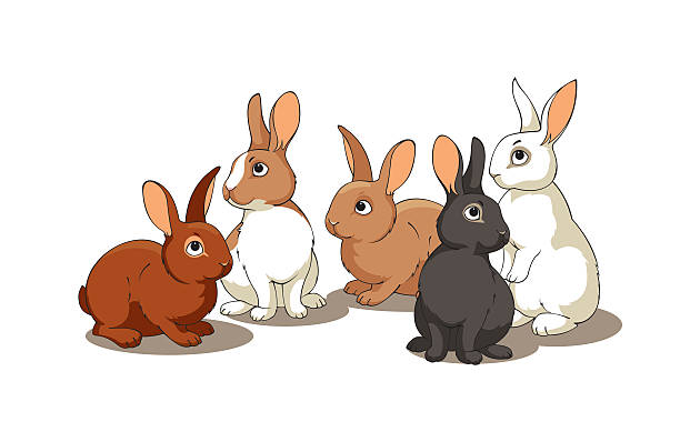 bildbanksillustrationer, clip art samt tecknat material och ikoner med rabbits - dwarf rabbit