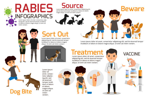 Rabies Infographics. Illustration of rabies describing symptoms and medications or vaccine. vector illustrations. vector art illustration