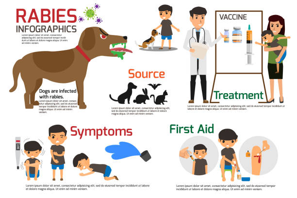 Rabies Infographics. Illustration of rabies describing symptoms and medications or vaccine. vector illustrations. vector art illustration