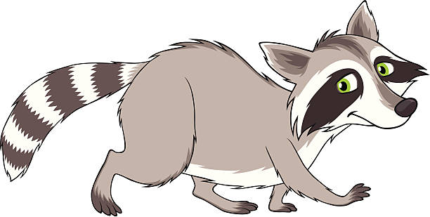 Raccoon vector art illustration