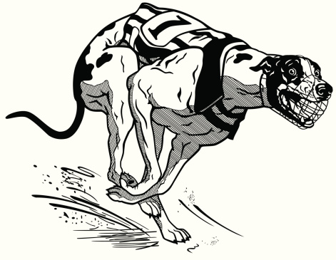 racing greyhound black white
