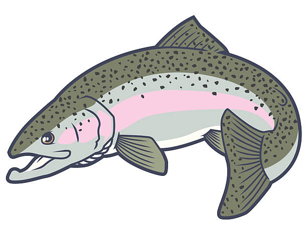 Rainbow trout vector art illustration