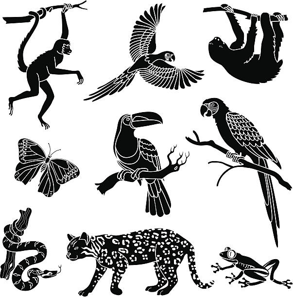 rainforest animals Vector rainforest animals from South America:   frog clipart black and white stock illustrations