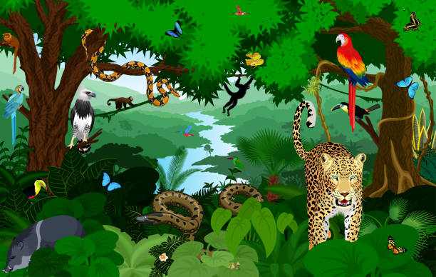 ilustrações, clipart, desenhos animados e ícones de floresta tropical com ilustração vetorial de animais. selva de vetor verde tropical floresta com papagaios, jaguar, jiboia, queixada, harpia, macaco, sapo, tucano, anaconda e borboletas. - amazonia