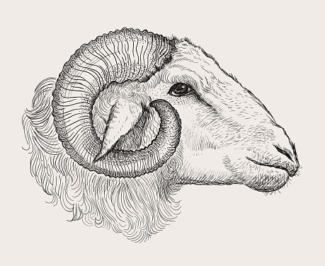 Ram head, graphic hand drawn illustration
