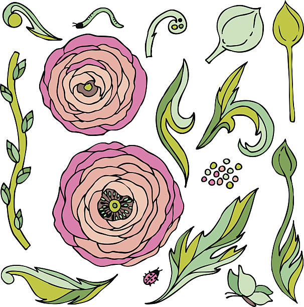 Ranunculus Clip Art, Vector Images & Illustrations - iStock