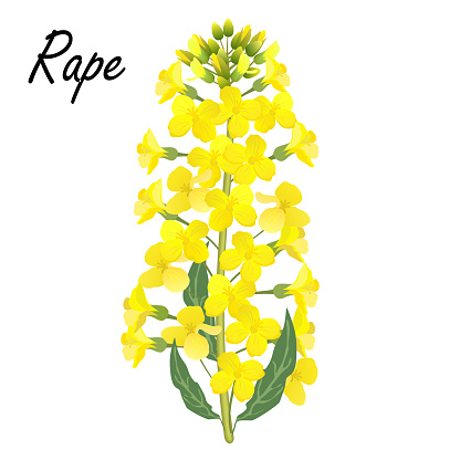 Rape flowers (Brassica napus, rapeseed, colza, oil seed, canola). Vector illustration.