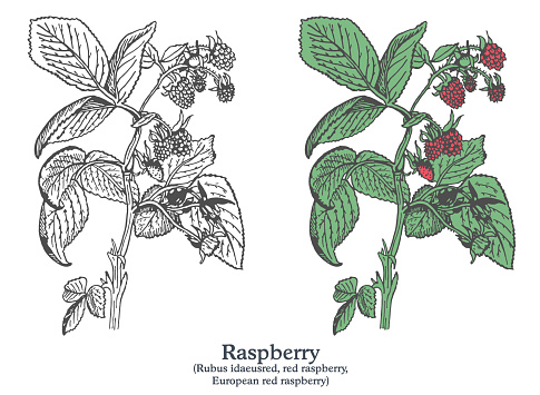 Raspberry. Colorful vector hand drawn plant. Vintage medicinal plant sketch