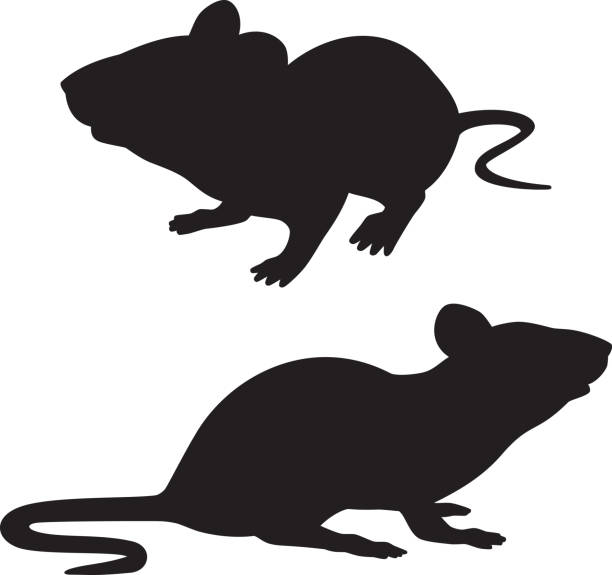 Rat Silhouettes Vector silhouettes of two rats. mouse animal stock illustrations