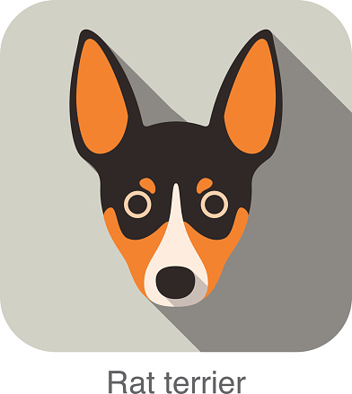 Rat terrier dog face flat icon, dog series
