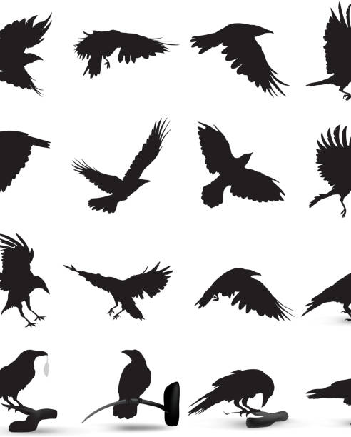 Raven Silhouette Raven Silhouette bird silhouettes stock illustrations