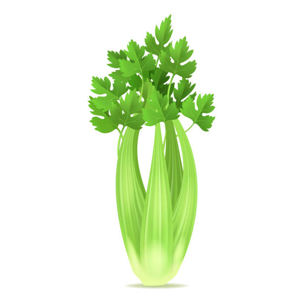 Realistic 3d Detailed Green Fresh Celery. Vector Realistic 3d Detailed Green Fresh Celery Ingredient of Health Salad and Juice. Vector illustration of Raw Stalk celery stock illustrations
