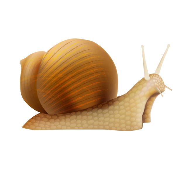 Realistic 3d Detailed Slimy Snail with Shell. Vector Realistic 3d Detailed Slimy Snail with Shell Closeup View Symbol of Female Moisturizing Cream and Cosmetic. Vector illustration snail stock illustrations