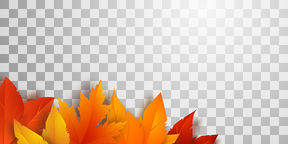 Realistic autumn foliage on a transparent background