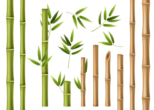 Realistic bamboo. Green and brown bamboo stems with leaves, asian forest 3d vector isolated china and japan decoration elements