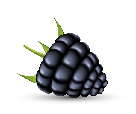 Realistic blackberry 3d. Fresh ripe black berry with green leafs. Sweets, jam, healthy eco snacl