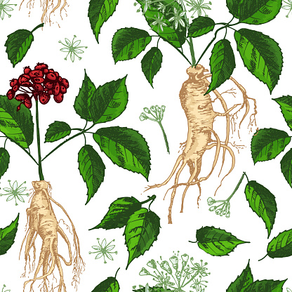 Realistic Botanical ink sketch seamless color pattern with ginseng root, flowers and berries isolated on white. floral herbs collection. Traditional chinese medicine plant.
