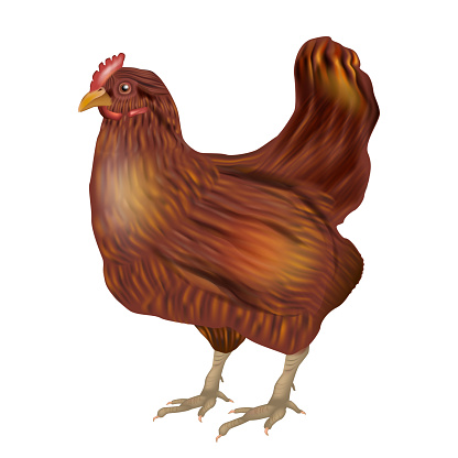 Realistic Brown Chicken isolated on white background. Side view.