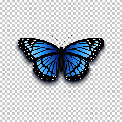 Realistic butterfly icon.