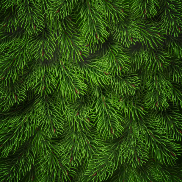 Realistic Christmas tree branches background. Detailed Christmas tree branches background. Green needles on branches. Vector Tree branch background Realistic Christmas tree branches background. Detailed Christmas tree branches background. Green needles on branches. Vector Tree branch background. christmas tree close up stock illustrations