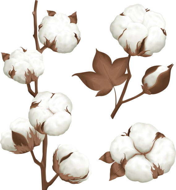 ilustrações de stock, clip art, desenhos animados e ícones de realistic cotton boll set - algodão