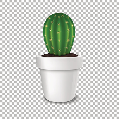 Realistic decorative cactus plant in white flower pot icon closeup isolated on transparent background. Design template, mockup. Stock vector. EPS10