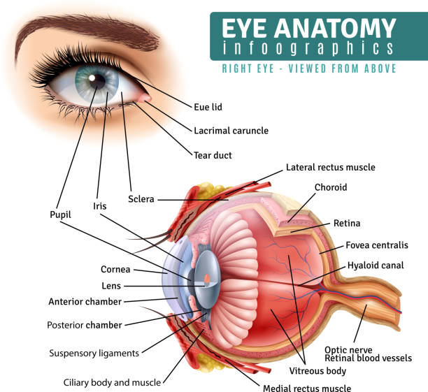 realistic eye design Human eye anatomy infographics with outside view and organ inside structure on white background realistic vector illustration anatomy stock illustrations