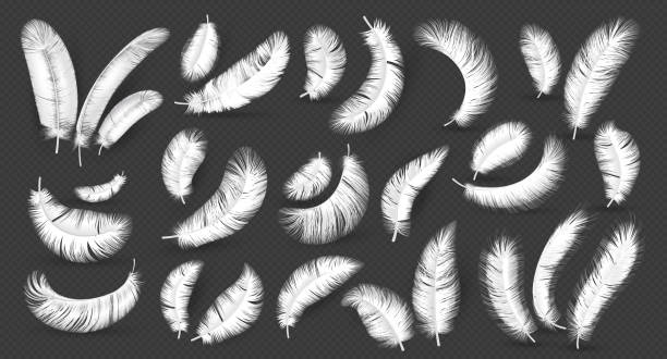 Realistic feathers. Fluffy 3D white bird empennage, goose and swan weightless plume symbol of lightness element for design products isolated on dark background vector set Realistic feathers. Fluffy 3D soft white bird empennage, goose and swan weightless plume in different angles, symbol of lightness element for design eco products isolated on dark background vector set bristle animal part stock illustrations