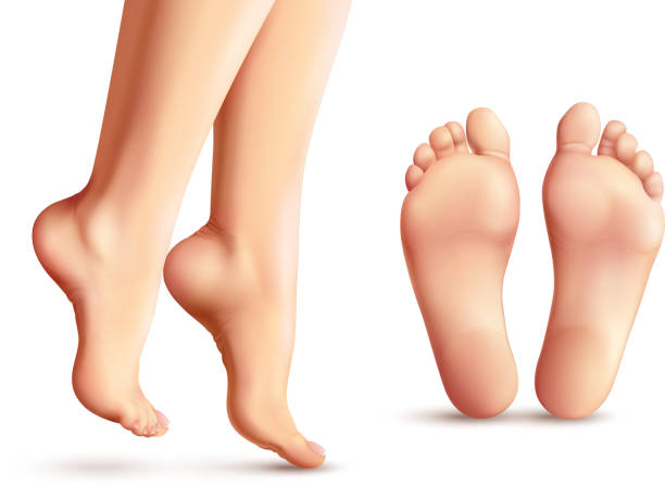 realistic feet set Realistic female feet set with legs standing on toes and soles isolated on white background vector illustration bare feet stock illustrations