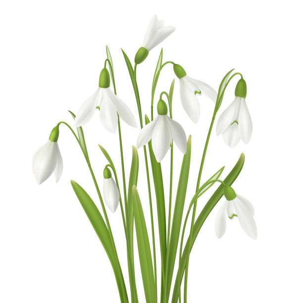 Realistic Flowers Bunch Composition Realistic snowdrop flower set with bunch of fresh flowers stems and grass images on blank background vector illustration snowdrop stock illustrations