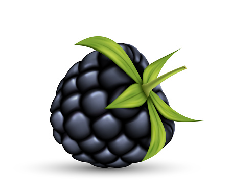 Realistic fresh blackberry with green leaves. Ripe berries, juicy sweet cooking ingredient