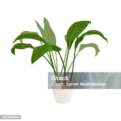 istock Realistic home or office plant for interior design and decoration. Tropical and exotic plant. Minimalistic style vector illustration 1344566567