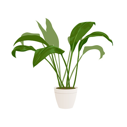Realistic home or office plant for interior design and decoration. Tropical and exotic plant. Minimalistic style vector illustration