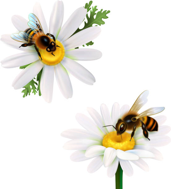 realistic honey bee set Two honey bees collecting nectar from daisy flowers realistic icons set on white background isolated vector illustration pollination stock illustrations