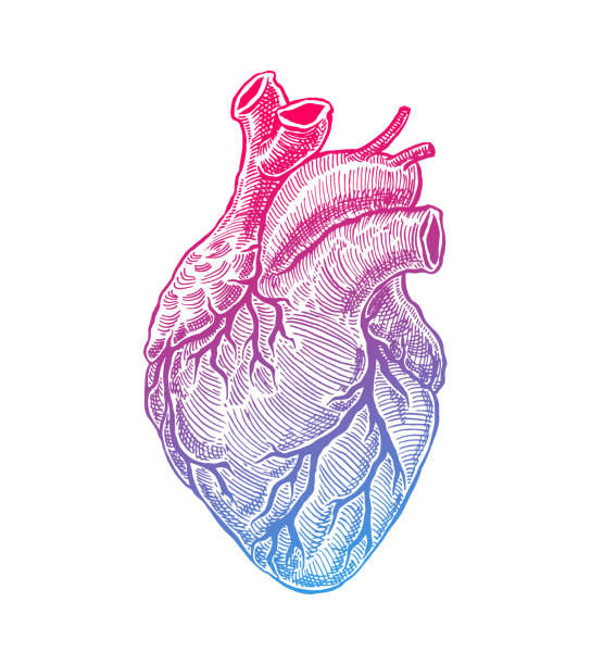 Realistic Human Heart Realistic Human Heart. Vintage style. Hand Drawn illustration biomedical illustration stock illustrations