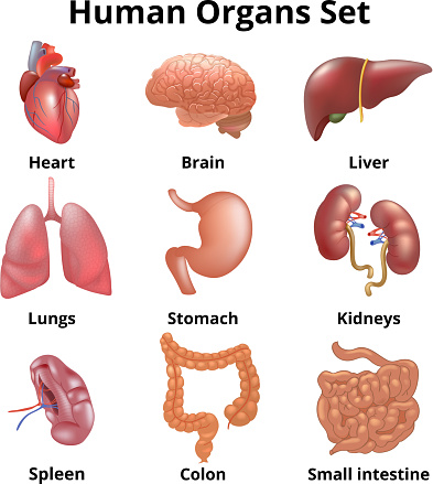 Realistic Human Organs Set Anatomy Stock Illustration ...