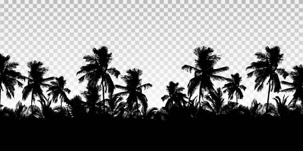Realistic illustration of a horizon from the tops of palm trees. Black isolated on transparent background with space for your text - vector Realistic illustration of a horizon from the tops of palm trees. Black isolated on transparent background with space for your text - vector backgrounds silhouettes stock illustrations