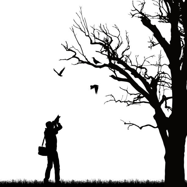 bildbanksillustrationer, clip art samt tecknat material och ikoner med realistisk illustration av en silhuett av en man som fotograferar tre fåglar på ett träd-vektor - fågelskådning