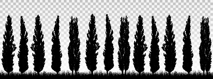 Realistic illustration of a windbreak from a row of poplar trees with grass and space for text. Isolated on transparent background - vector