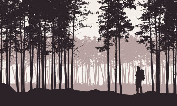 illustrations, cliparts, dessins animés et icônes de illustration réaliste de paysage avec la forêt de conifères avec des pins sous le ciel rétro. randonneur d'homme avec le sac à dos sur un voyage ou une promenade - vecteur - marcher foret