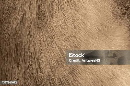 istock Realistic illustration of mink fur texture in light, gray color close up. Animal fur texture. 1397961072