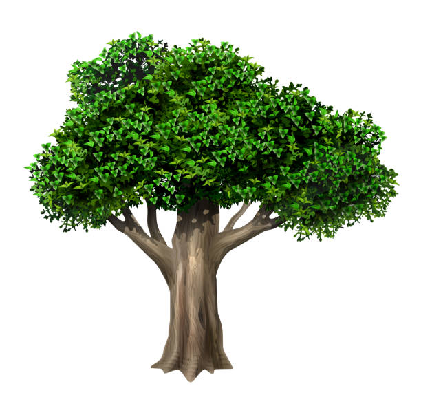 ilustrações, clipart, desenhos animados e ícones de árvore de carvalho grande velha realística no vetor - arvores 3d