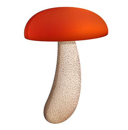 realistic orange-cap boletus. Mushroom isolated on white background. Vector illustration