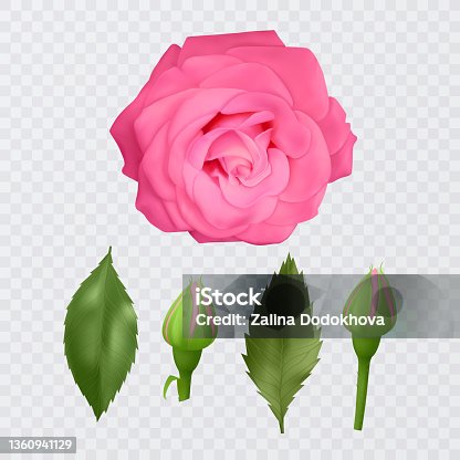 istock Realistic pink rose on transparent background, vector illustration 1360941129