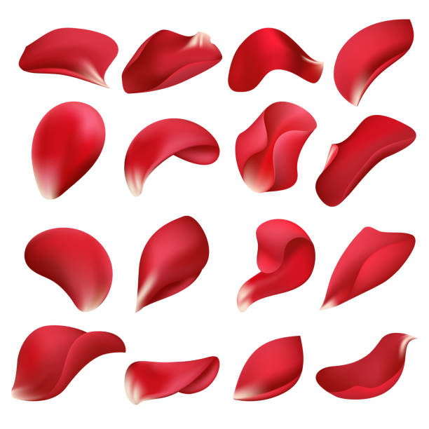 ilustrações, clipart, desenhos animados e ícones de pétalas de flor rosa vermelha realista isoladas no fundo branco vector set - petalas