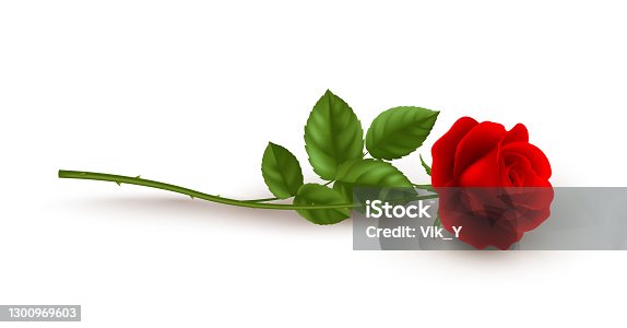 istock Realistic red rose lying on white background. Vector illustration 1300969603