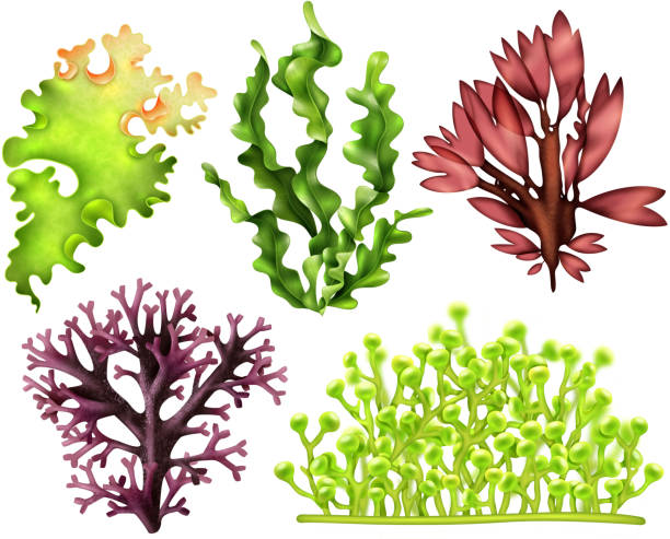 realistic seaweed food Set of realistic sea weeds including red, brown and green food algae isolated vector illustration green algae stock illustrations
